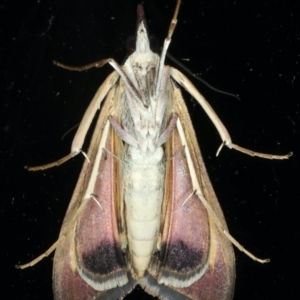 Uresiphita ornithopteralis at Ainslie, ACT - 13 Apr 2020 09:15 PM