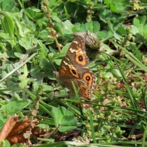 Junonia villida at Macarthur, ACT - 14 Apr 2020