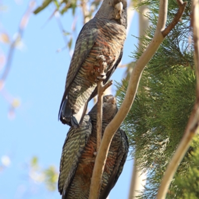 Callocephalon fimbriatum (Gang-gang Cockatoo) at Gigerline Nature Reserve - 15 Apr 2020 by rgmccau