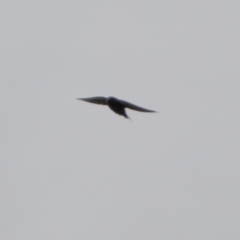 Artamus cyanopterus (Dusky Woodswallow) at Macarthur, ACT - 14 Apr 2020 by RodDeb