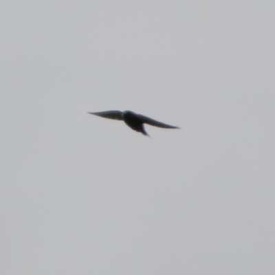 Artamus cyanopterus cyanopterus (Dusky Woodswallow) at Macarthur, ACT - 14 Apr 2020 by RodDeb