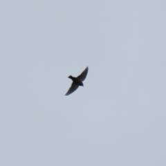 Artamus cyanopterus at Macarthur, ACT - 14 Apr 2020