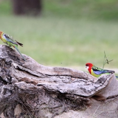 Platycercus eximius (Eastern Rosella) at Macarthur, ACT - 14 Apr 2020 by RodDeb