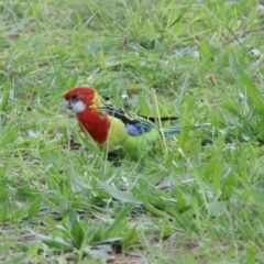 Platycercus eximius at Macarthur, ACT - 14 Apr 2020