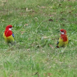 Platycercus eximius at Macarthur, ACT - 14 Apr 2020