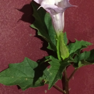 Datura stramonium (Common Thornapple) at Kameruka, NSW - 15 Apr 2020 by LisaWhite