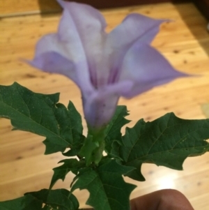 Datura stramonium at Kameruka, NSW - 15 Apr 2020 06:41 PM
