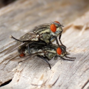 Sarcophagidae sp. (family) at Macarthur, ACT - 14 Apr 2020