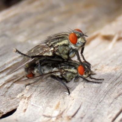 Sarcophagidae sp. (family) (Unidentified flesh fly) at Macarthur, ACT - 14 Apr 2020 by RodDeb