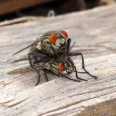 Sarcophagidae sp. (family) at Macarthur, ACT - 14 Apr 2020