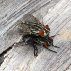 Sarcophagidae sp. (family) at Macarthur, ACT - 14 Apr 2020