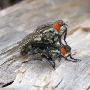 Sarcophagidae sp. (family) at Macarthur, ACT - 14 Apr 2020