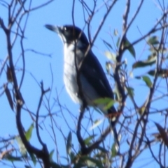 Cracticus torquatus (Grey Butcherbird) at Hume Paddocks - 15 Apr 2020 by rgmccau