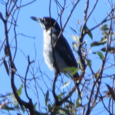 Cracticus torquatus (Grey Butcherbird) at Gilmore, ACT - 15 Apr 2020 by rgmccau