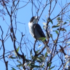 Cracticus torquatus at Gilmore, ACT - 15 Apr 2020