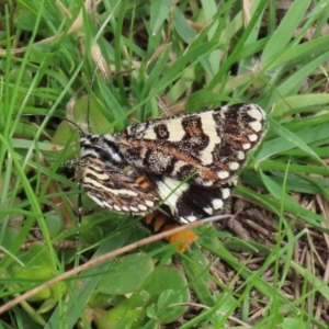 Apina callisto at Macarthur, ACT - 14 Apr 2020