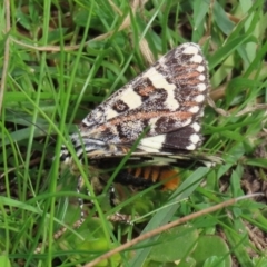 Apina callisto at Macarthur, ACT - 14 Apr 2020