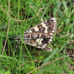 Apina callisto at Macarthur, ACT - 14 Apr 2020