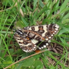 Apina callisto at Macarthur, ACT - 14 Apr 2020