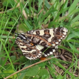 Apina callisto at Macarthur, ACT - 14 Apr 2020