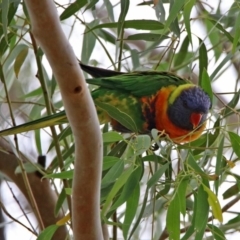 Trichoglossus moluccanus (Rainbow Lorikeet) at Macarthur, ACT - 14 Apr 2020 by RodDeb