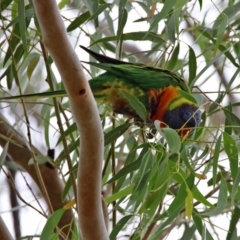 Trichoglossus moluccanus at Macarthur, ACT - 14 Apr 2020 12:35 PM