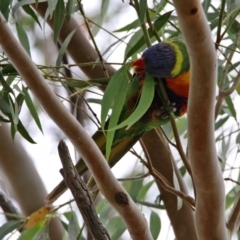 Trichoglossus moluccanus at Macarthur, ACT - 14 Apr 2020 12:35 PM