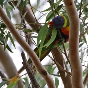 Trichoglossus moluccanus at Macarthur, ACT - 14 Apr 2020