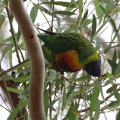 Trichoglossus moluccanus at Macarthur, ACT - 14 Apr 2020