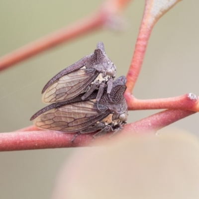 Ceraon sp. (genus) (2-horned tree hopper) at The Pinnacle - 7 Apr 2020 by AlisonMilton