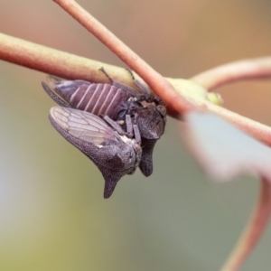 Ceraon sp. (genus) at Dunlop, ACT - 7 Apr 2020