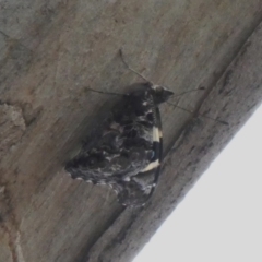 Vanessa itea (Yellow Admiral) at Tuggeranong DC, ACT - 9 Apr 2020 by owenh