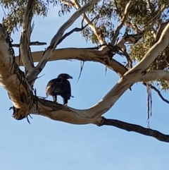 Aquila audax (Wedge-tailed Eagle) at Molonglo Gorge - 14 Apr 2020 by laura.williams