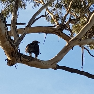 Aquila audax (Wedge-tailed Eagle) at Kowen, ACT - 15 Apr 2020 by laura.williams