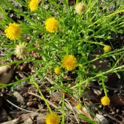 Calotis lappulacea (Yellow Burr Daisy) at Kowen, ACT - 15 Apr 2020 by laura.williams