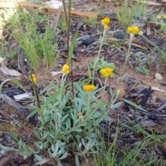 Chrysocephalum apiculatum (Common Everlasting) at Kowen, ACT - 14 Apr 2020 by laura.williams