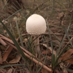 Macrolepiota dolichaula (Macrolepiota dolichaula) at Amaroo, ACT - 13 Apr 2020 by laura.williams