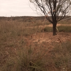 Themeda triandra (Kangaroo Grass) at Hall, ACT - 13 Apr 2020 by laura.williams