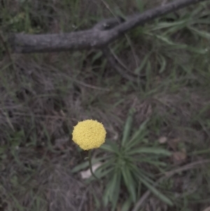 Craspedia variabilis at Hall, ACT - 13 Apr 2020