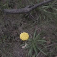 Craspedia variabilis (Common Billy Buttons) at Hall, ACT - 13 Apr 2020 by laura.williams
