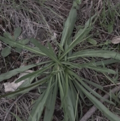 Craspedia variabilis at Hall, ACT - 13 Apr 2020