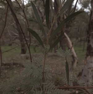 Acacia rubida at Amaroo, ACT - 13 Apr 2020