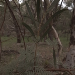 Acacia rubida (Red-stemmed Wattle, Red-leaved Wattle) at Amaroo, ACT - 13 Apr 2020 by laura.williams