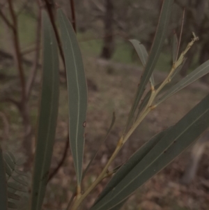 Acacia rubida at Amaroo, ACT - 13 Apr 2020