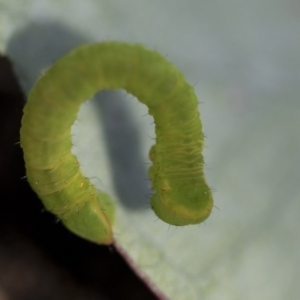 Lepidoptera unclassified IMMATURE moth at Scullin, ACT - 4 Apr 2020