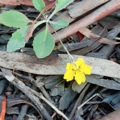 Goodenia hederacea (Ivy Goodenia) at O'Connor, ACT - 10 Apr 2020 by laura.williams