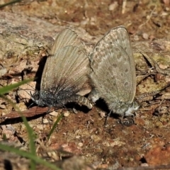 Zizina otis (Common Grass-Blue) at Rob Roy Range - 15 Apr 2020 by JohnBundock