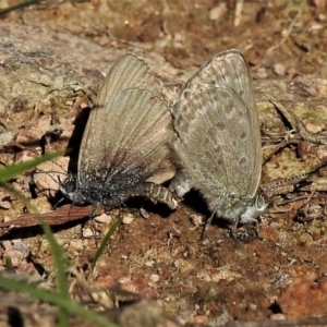 Zizina otis at Tuggeranong DC, ACT - 15 Apr 2020