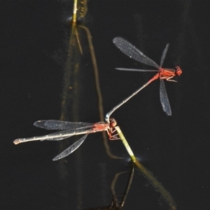 Xanthagrion erythroneurum at Banks, ACT - 15 Apr 2020