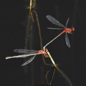 Xanthagrion erythroneurum at Banks, ACT - 15 Apr 2020 01:21 PM